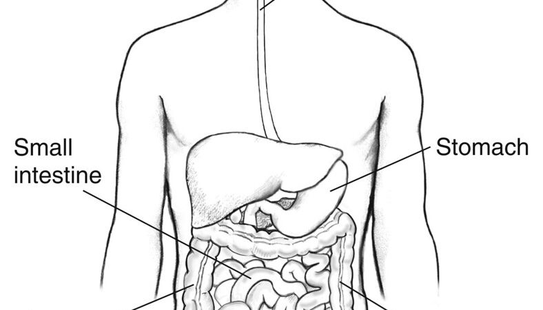 5 Intriguing Facts About Your Intestine